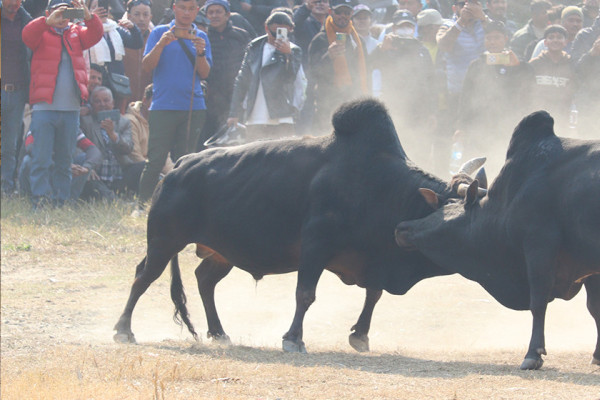 नुवाकोटमा गोरु जुधाई प्रतिस्पर्धा
